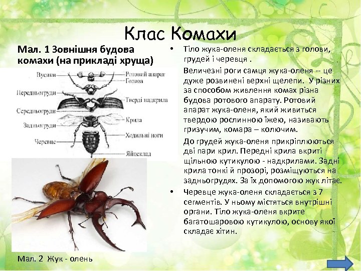 Клас Комахи Мал. 1 Зовнішня будова комахи (на прикладі хруща) • • Мал. 2