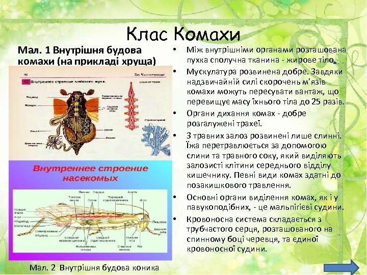 Клас Комахи Мал. 1 Внутрішня будова комахи (на прикладі хруща) • • • Мал.