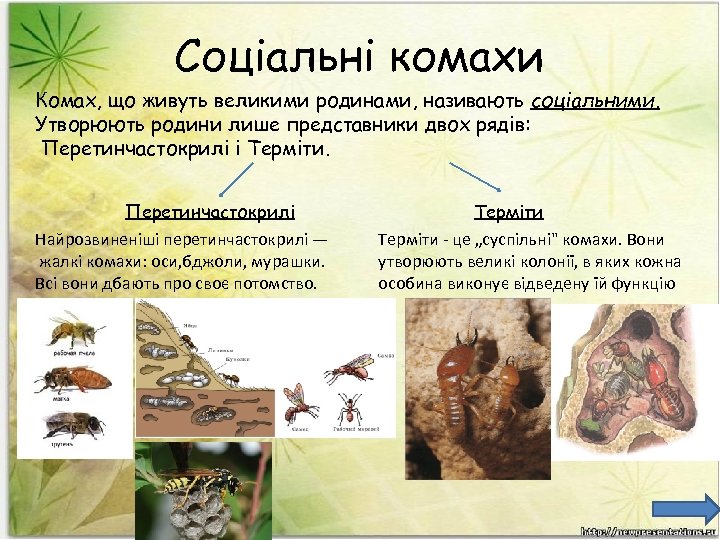 Соціальні комахи Комах, що живуть великими родинами, називають соціальними. Утворюють родини лише представники двох