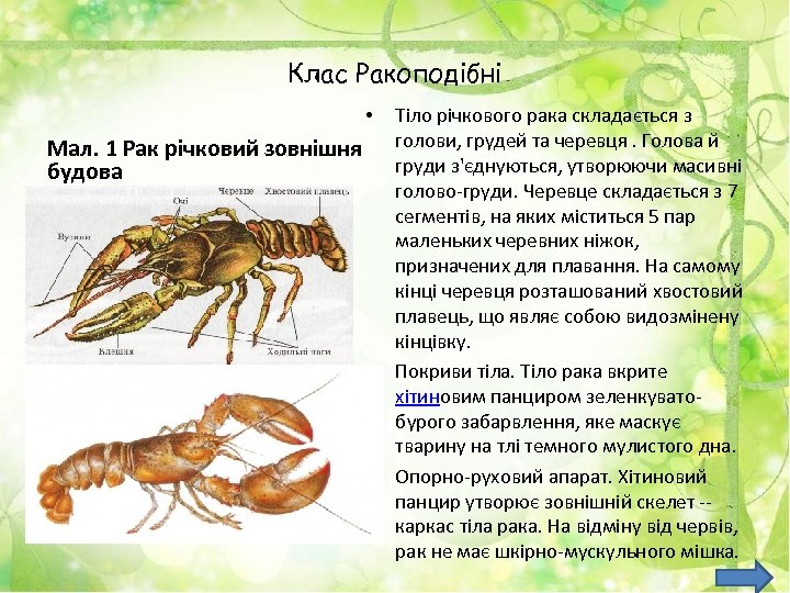 Клас Ракоподібні • Мал. 1 Рак річковий зовнішня будова • • Тіло річкового рака