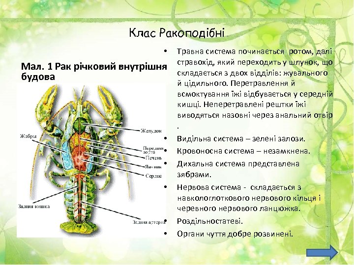 Клас Ракоподібні • Мал. 1 Рак річковий внутрішня будова • • • Травна система