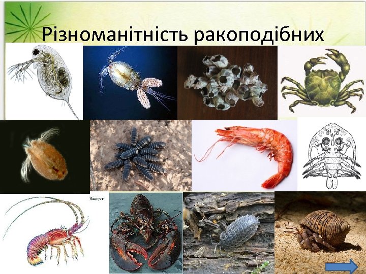 Різноманітність ракоподібних 