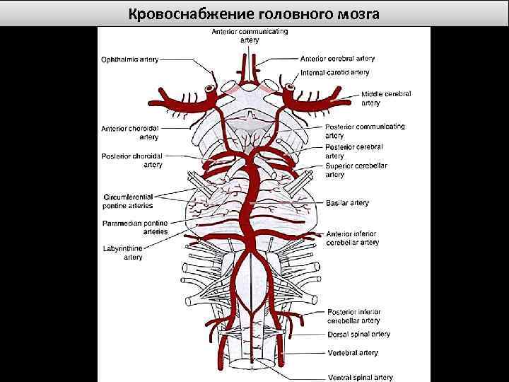 Кровоснабжение головного мозга 