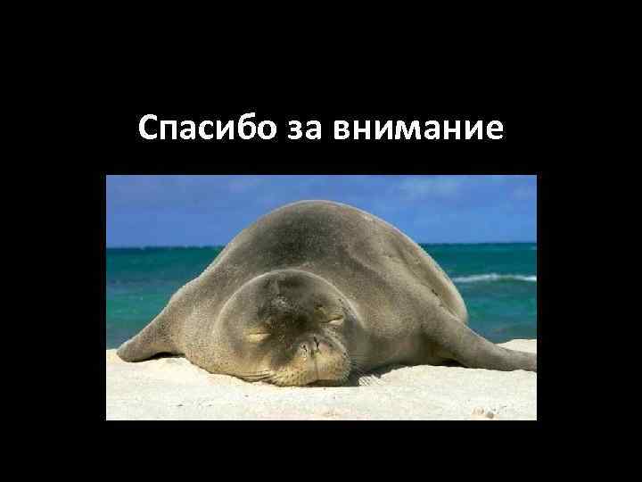 Спасибо за внимание 