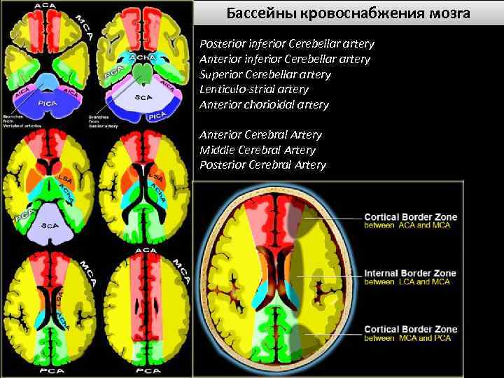 Бассейны кровоснабжения головного мозга схема