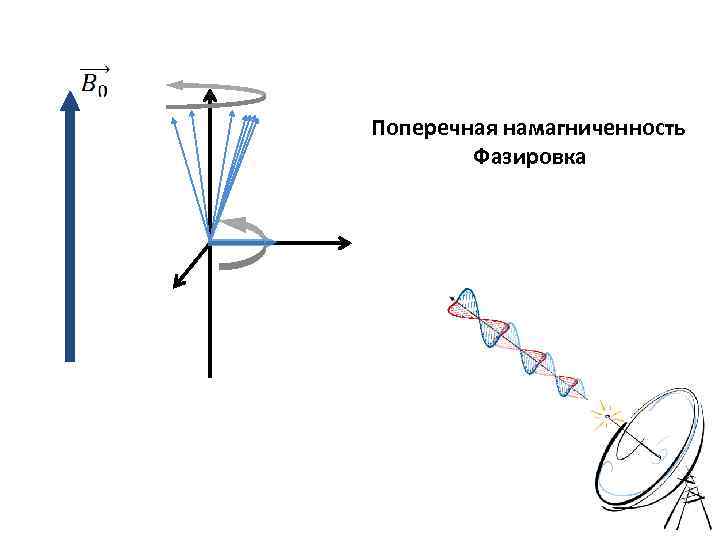 Поперечная намагниченность Фазировка 