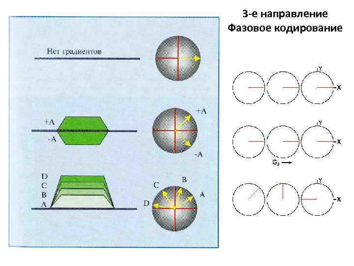 3 -е направление Фазовое кодирование 