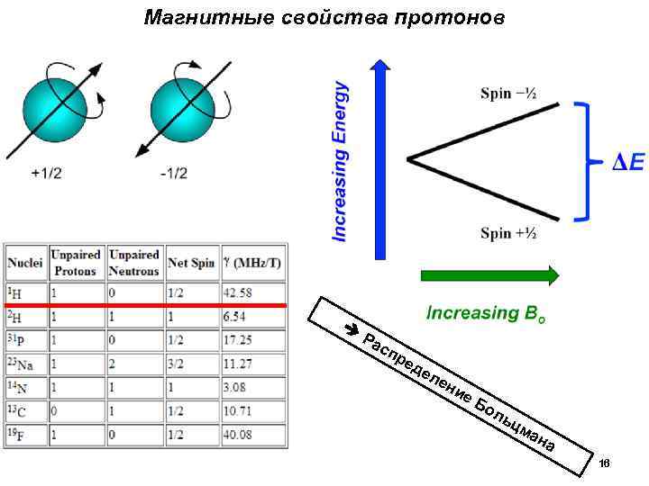 Магнитные свойства протонов Ра сп ре де л ен и е. Б ол ьц