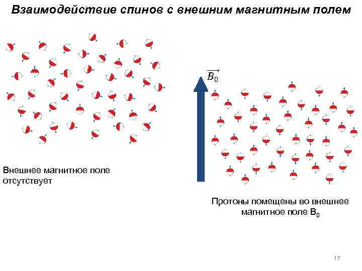 Взаимодействие спинов с внешним магнитным полем Внешнее магнитное поле отсутствует Протоны помещены во внешнее