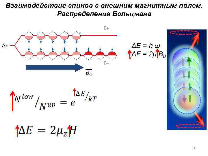 Взаимодействие спинов с внешним магнитным полем. Распределение Больцмана Δ ΔE = h ω ΔE