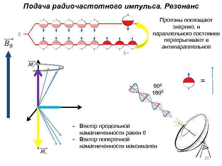 Подача радиочастотного импульса. Резонанс Протоны поглощают энергию, и параллельного состояния перепрыгивают в антипараллельное 900