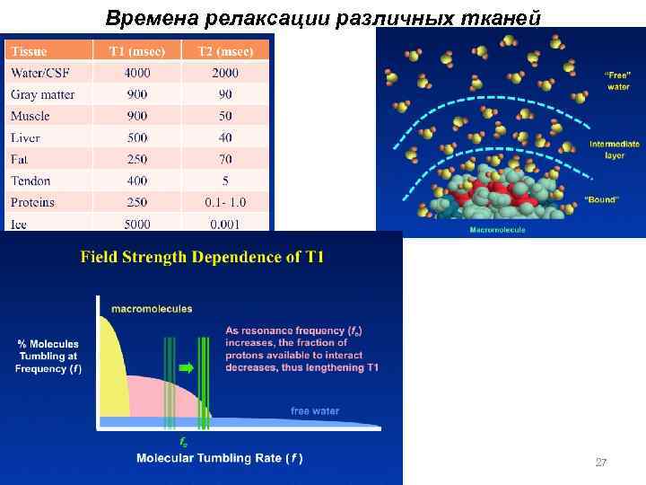 Времена релаксации различных тканей 27 