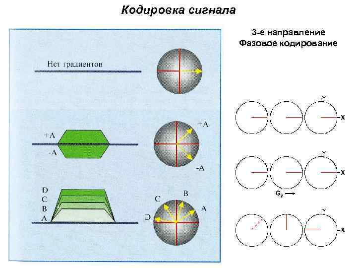 Кодировка сигнала 3 -е направление Фазовое кодирование 