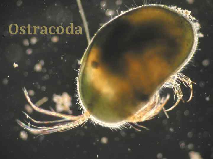 Ostracoda 