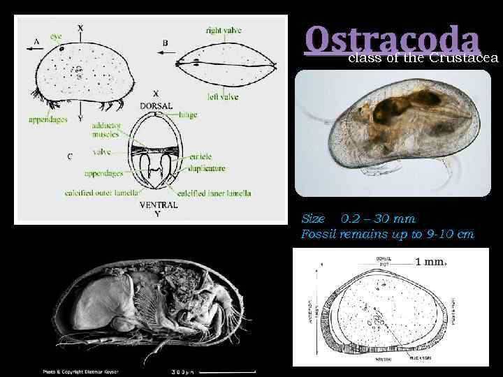 Ostracoda class of the Crustacea Size 0. 2 – 30 mm Fossil remains up