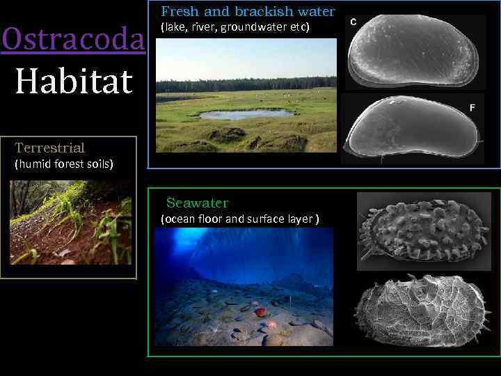 Ostracoda Fresh and brackish water (lake, river, groundwater etc) Habitat Terrestrial (humid forest soils)