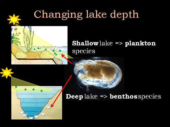 Changing lake depth Shallow lake => plankton species Deep lake => benthos species 