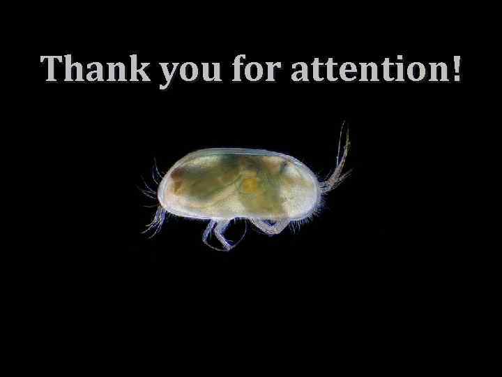 Thank you for attention! 