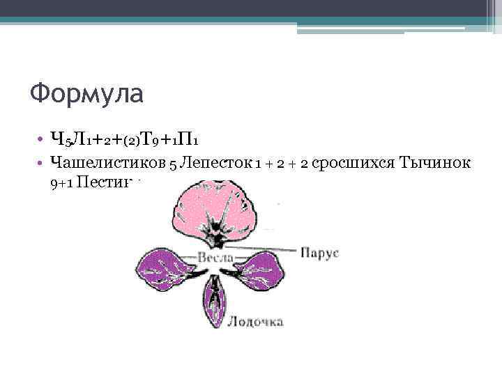 Формула • Ч 5 Л 1+2+(2)Т 9+1 П 1 • Чашелистиков 5 Лепесток 1