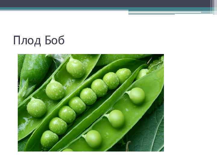 Плод Боб 