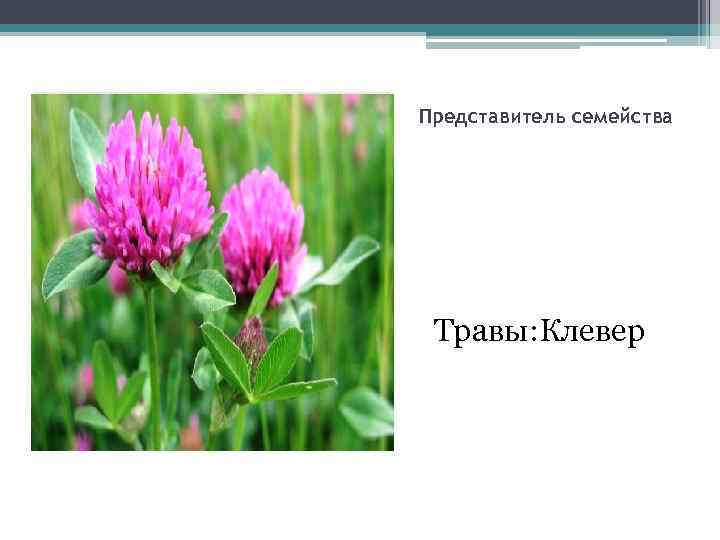 Представитель семейства Травы: Клевер 