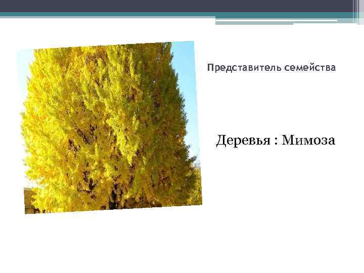 Представитель семейства Деревья : Мимоза 