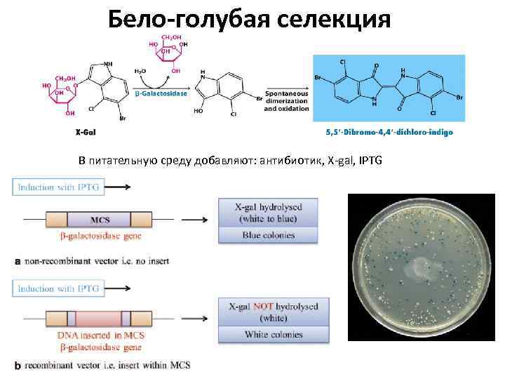 Бело-голубая селекция В питательную среду добавляют: антибиотик, X-gal, IPTG 