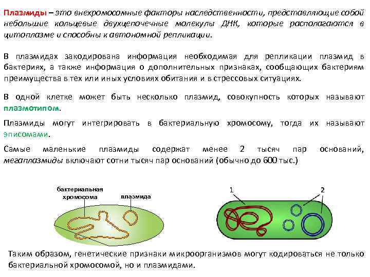 Плазмиды – это внехромосомные факторы наследственности, представляющие собой небольшие кольцевые двухцепочечные молекулы ДНК, которые