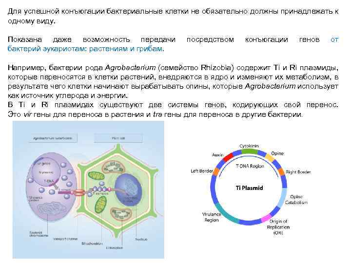 Для успешной конъюгации бактериальные клетки не обязательно должны принадлежать к одному виду. Показана даже