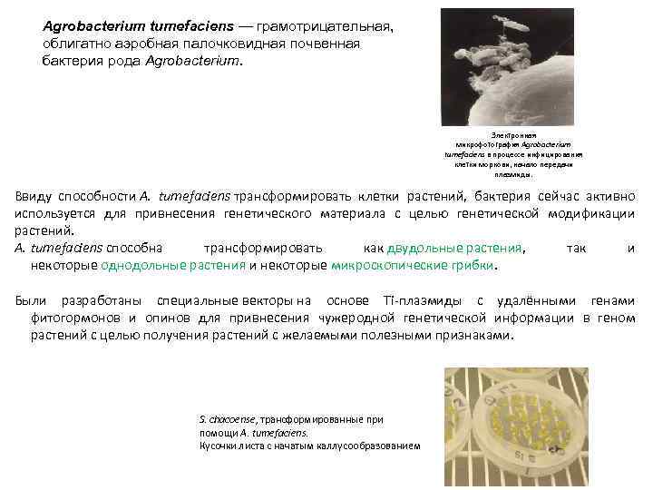 Agrobacterium tumefaciens — грамотрицательная, облигатно аэробная палочковидная почвенная бактерия рода Agrobacterium. Электронная микрофотография Agrobacterium