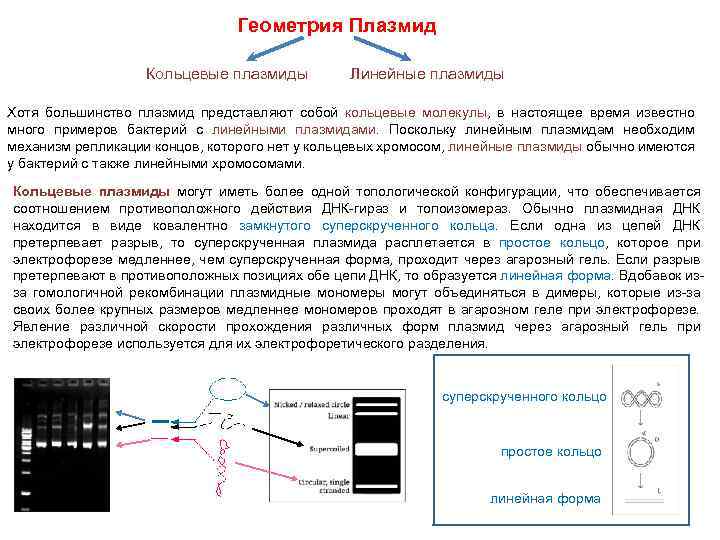 Геометрия Плазмид Кольцевые плазмиды Линейные плазмиды Хотя большинство плазмид представляют собой кольцевые молекулы, в