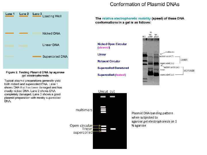 Plasmid DNA banding pattern when subjected to agarose gel electrophoresis on 1 % agarose