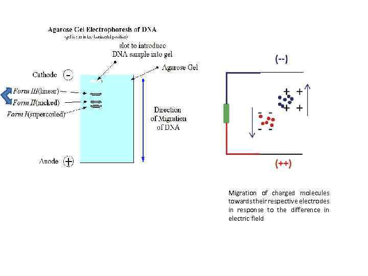 Migration of charged molecules towards their respective electrodes in response to the difference in