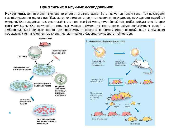 Применение в научных исследованиях Нокаут гена. Для изучения функции того или иного гена может