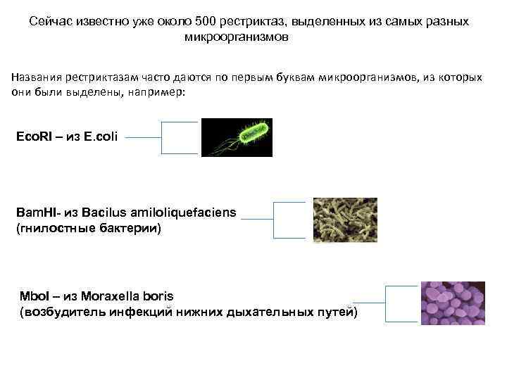Сейчас известно уже около 500 рестриктаз, выделенных из самых разных микроорганизмов Названия рестриктазам часто