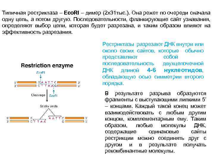 Типичная рестриктаза – Eco. RI – димер (2 х31 тыс. ). Она режет по