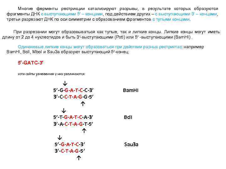 Многие ферменты рестрикции катализируют разрывы, в результате которых образуются фрагменты ДНК с выступающими 5’
