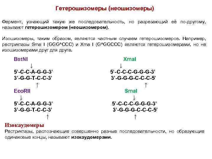 Гетерошизомеры (неошизомеры) Фермент, узнающий такую же последовательность, но разрезающий её по-другому, называют гетерошизомером (неошизомером).