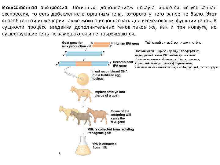 Искусственная экспрессия. Логичным дополнением нокаута является искусственная экспрессия, то есть добавление в организм гена,