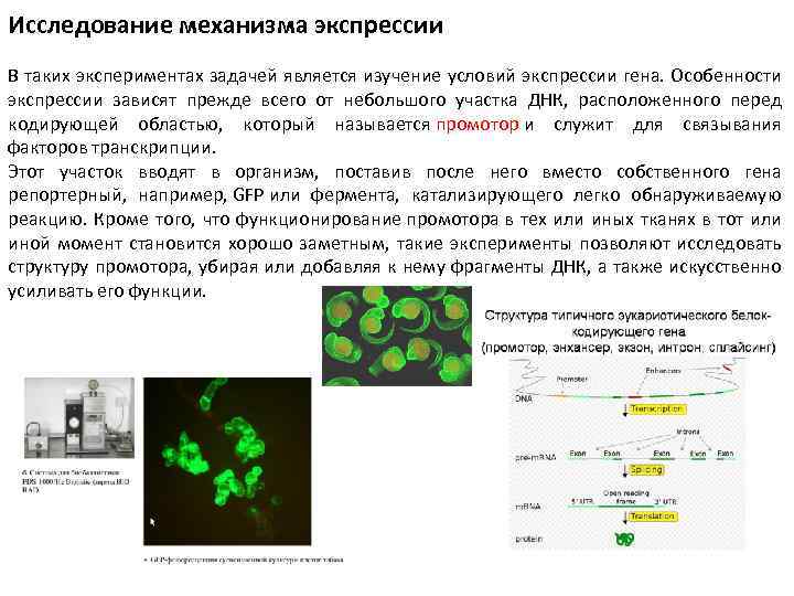 Исследование механизма экспрессии В таких экспериментах задачей является изучение условий экспрессии гена. Особенности экспрессии
