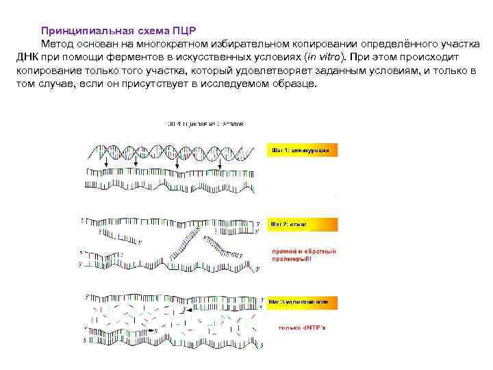 Принципиальная схема ПЦР Метод основан на многократном избирательном копировании определённого участка ДНК при помощи