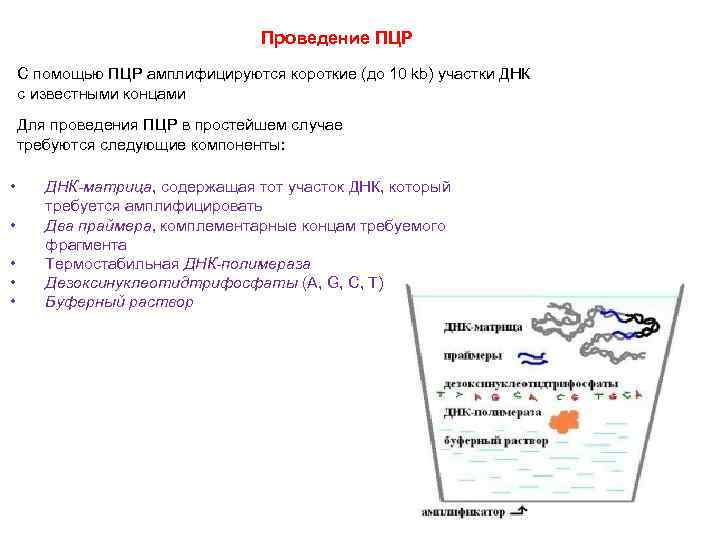 Проведение ПЦР С помощью ПЦР амплифицируются короткие (до 10 kb) участки ДНК с известными