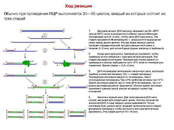 Ход реакции Обычно при проведении ПЦР выполняется 20— 35 циклов, каждый из которых состоит
