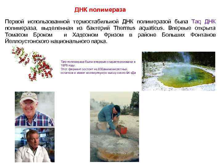 ДНК полимераза Первой использованной термостабильной ДНК полимеразой была Taq ДНК полимераза, выделенная из бактерий