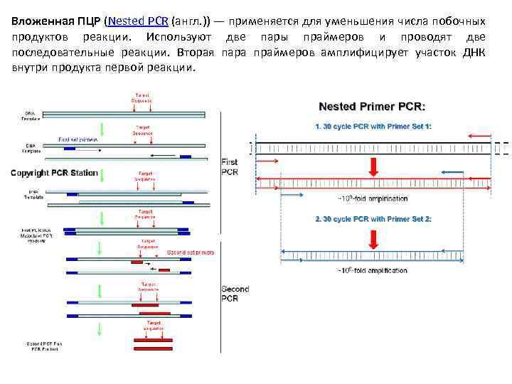 Вложенная ПЦР (Nested PCR (англ. )) — применяется для уменьшения числа побочных продуктов реакции.