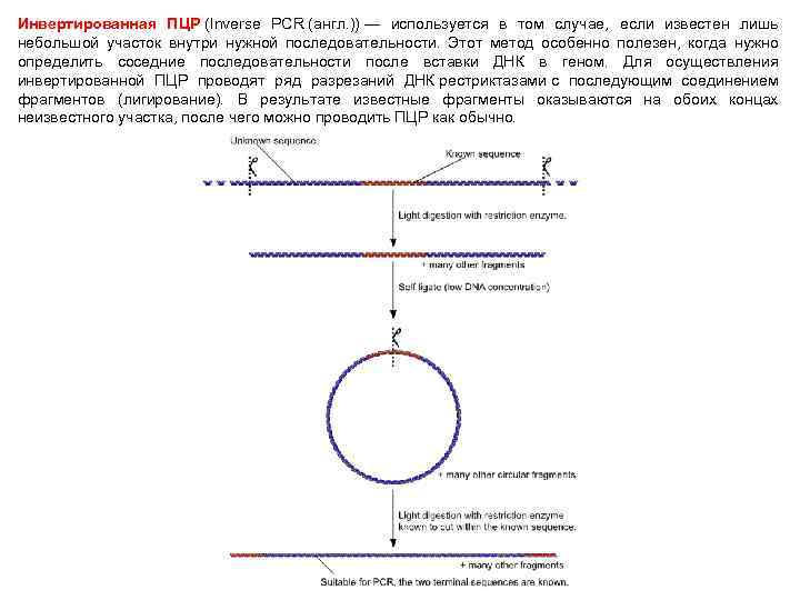 Инвертированная ПЦР (Inverse PCR (англ. )) — используется в том случае, если известен лишь