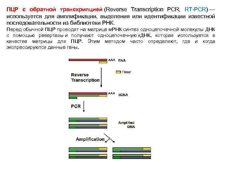 Используются транскрипция. Метод ПЦР схема. ПЦР С обратной транскрипцией. PCR — полимеразная цепная реакция. Обратная транскрипция РНК методика.