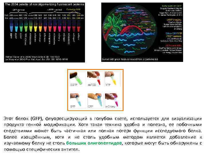 Этот белок (GFP), флуоресцирующий в голубом свете, используется для визуализации продукта генной модификации. Хотя