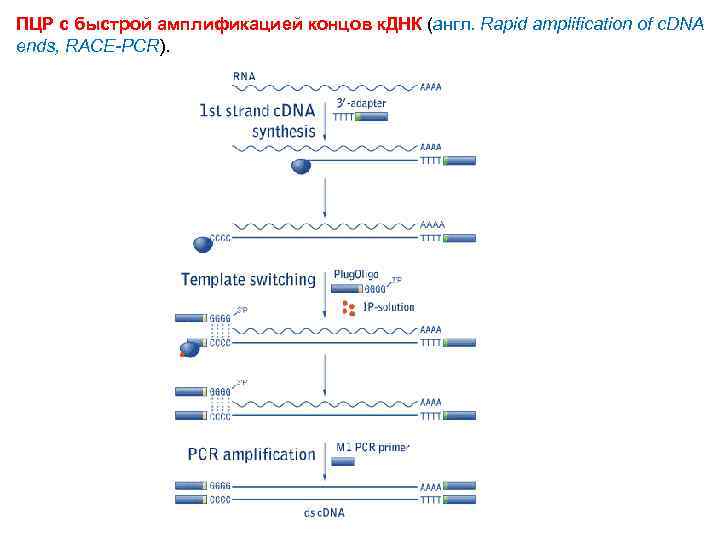 ПЦР с быстрой амплификацией концов к. ДНК (англ. Rapid amplification of c. DNA ends,