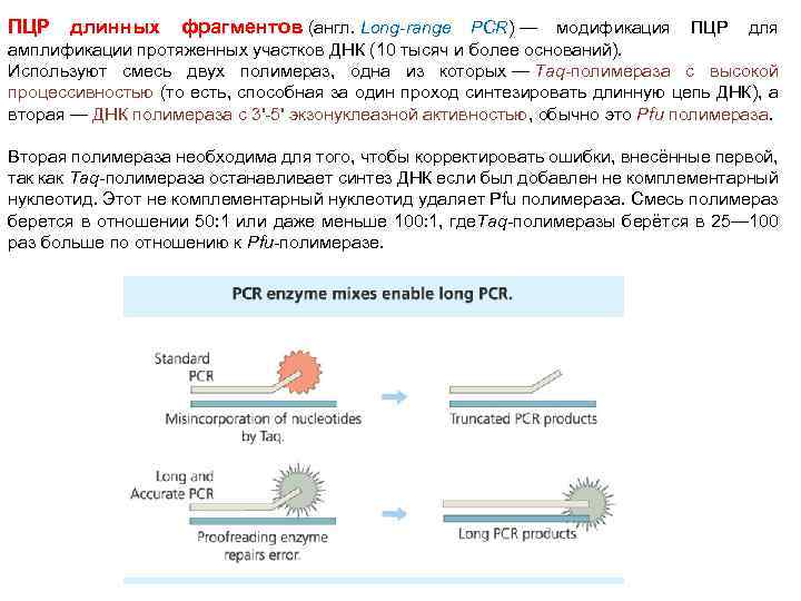 ПЦР длинных фрагментов (англ. Long-range PCR) — модификация ПЦР для амплификации протяженных участков ДНК